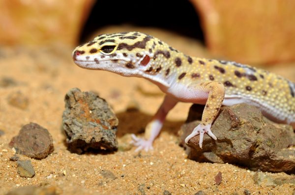 4Länder Zoo - Webshop für Terraristik und Aquaristik |Leopard Gecko Bedding - Substrat