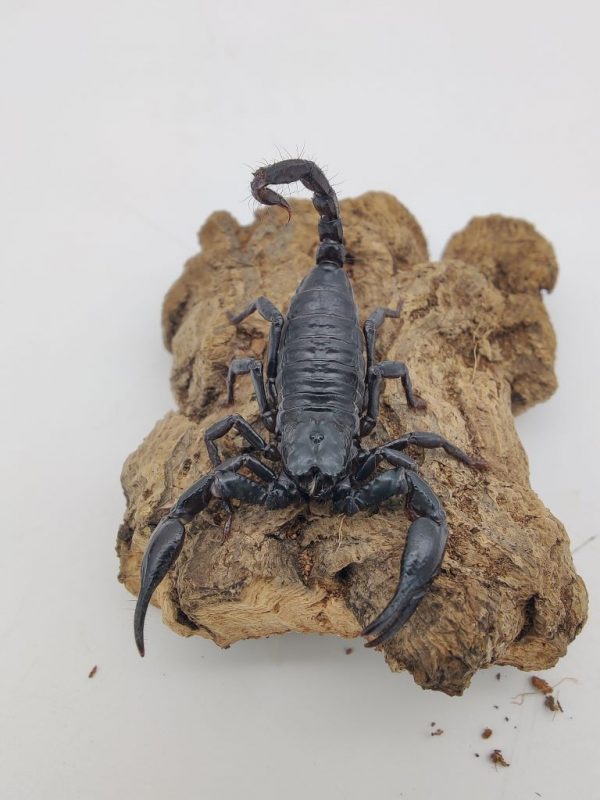 4Länder Zoo - Webshop für Terraristik und Aquaristik | Heterometrus spinifer "Blauer Thai Skorpion"