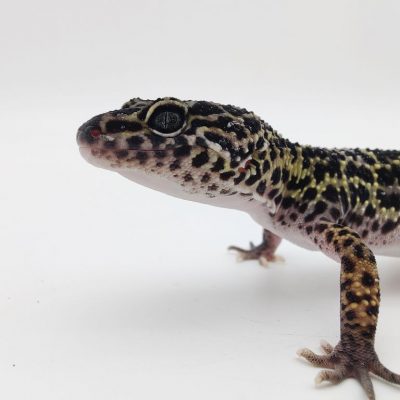 4Länder Zoo - Webshop für Terraristik und Aquaristik | Eublepharis macularius "Leopardgecko"